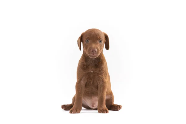 Patterdale Terriër Pup Zittend Witte Achtergrond — Stockfoto