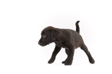 Beyaz arka planda Desterdale Teriyer köpeği.