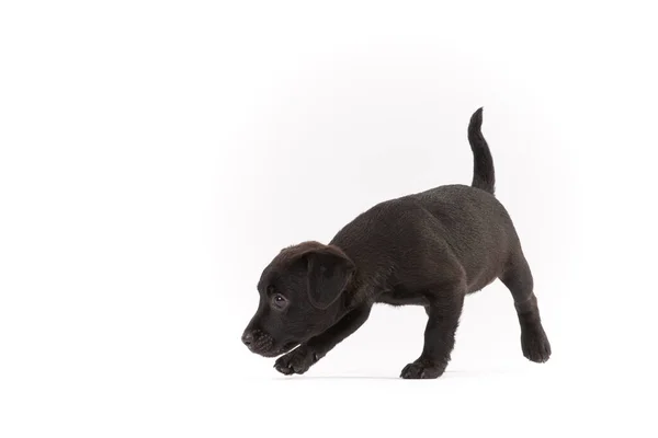 Patterdale Terriër Puppy Witte Achtergrond — Stockfoto