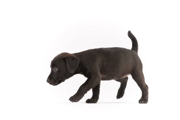 パターデールテリア子犬上の白い背景 — ストック写真