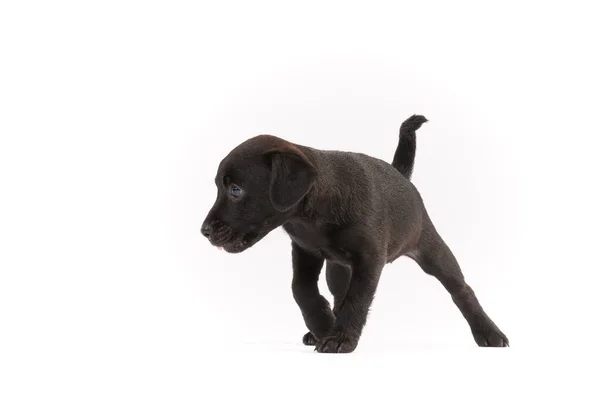 Patterdale Terriër Puppy Witte Achtergrond — Stockfoto