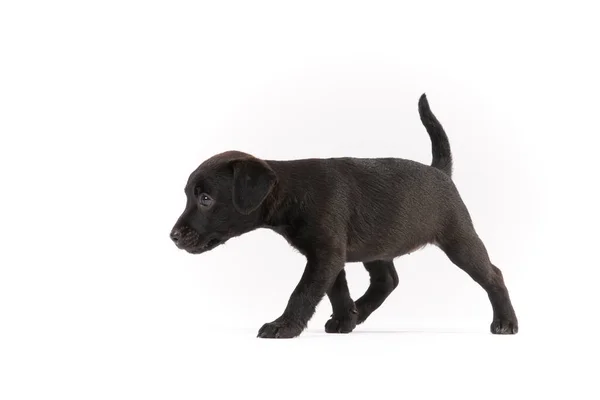 Patterdale Terrier Puppy White Background — Stock Photo, Image