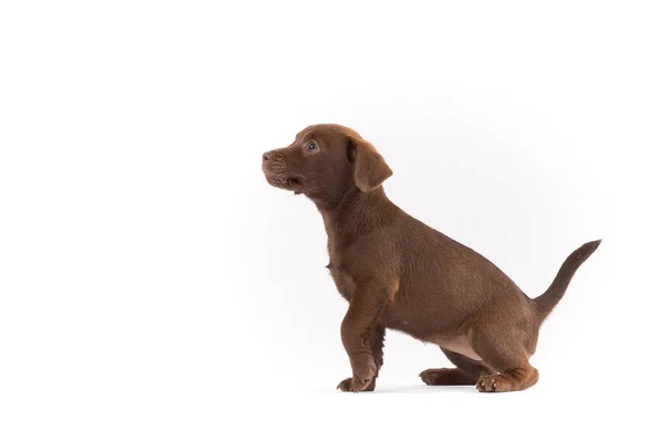 Patterdale Terrier Filhote Cachorro Fundo Branco — Fotografia de Stock