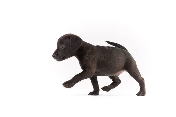 Patterdale Terriër Puppy Witte Achtergrond — Stockfoto