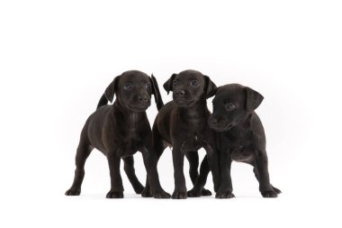 Beyaz arka planda üç Patterdale Teriyeri.