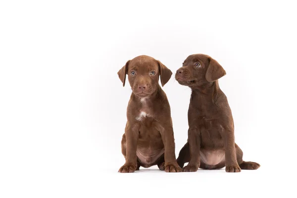 Dois Patterdale Terriers Filhote Cachorro Fundo Branco — Fotografia de Stock