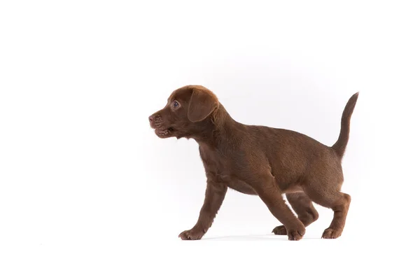 Patterdale Terrier Cachorro Sobre Fondo Blanco — Foto de Stock