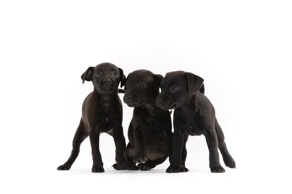 Drie Patterdale Terriers Puppy Witte Achtergrond — Stockfoto