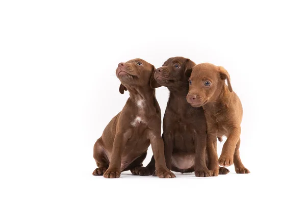 Tres Patterdale Terriers Cachorro Sobre Fondo Blanco — Foto de Stock