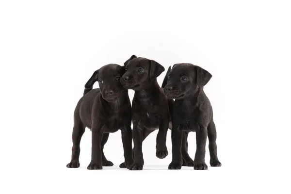 Drie Patterdale Terriers Puppy Witte Achtergrond — Stockfoto