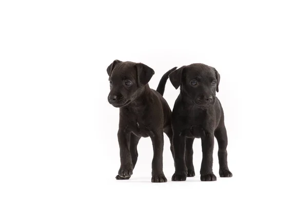 Twee Patterdale Terriers Puppy Witte Achtergrond — Stockfoto