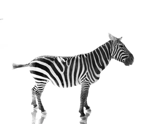 Zebra ayakta profili — Stok fotoğraf