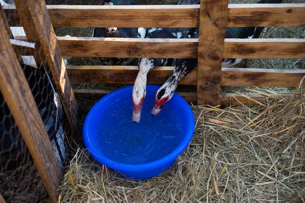Гуси, протянувшиеся через забор, чтобы пить — стоковое фото