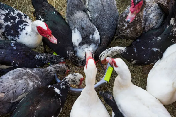 Patos e gansos alimentados em um quintal — Fotografia de Stock