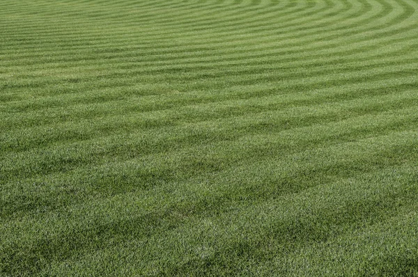 Green grass pattern. — Stock Photo, Image