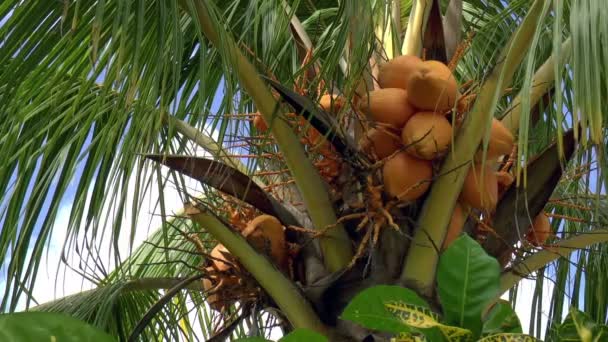Palm tree in the Caribbean. — Stock Video