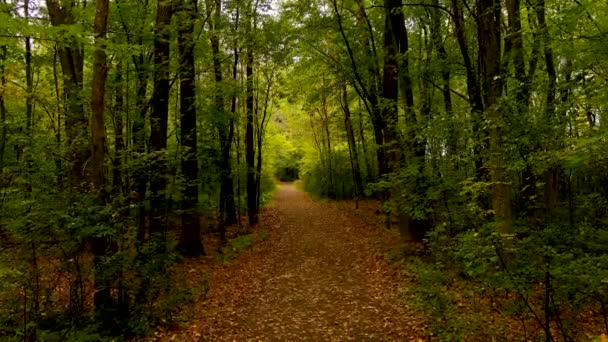 4K相机无人机缓慢的进入森林 秋天的色彩 — 图库视频影像