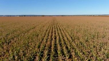 4K kamera İHA 'sı kırsal bölgedeki mısır ekinleri üzerinde uçuyor..
