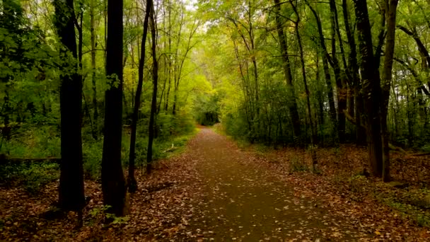 Camera Drone Slow Backwards Flight Forest Fall Season Colors — Stock Video