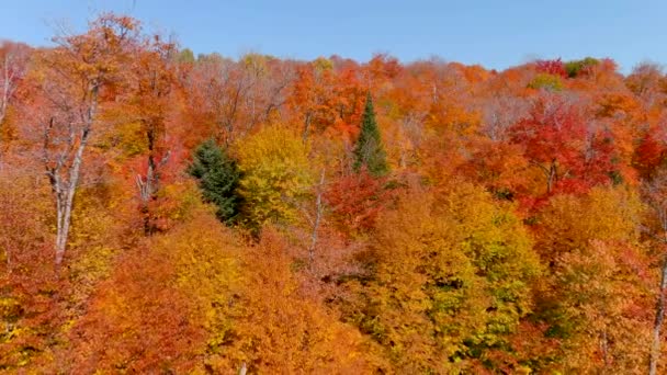 Luftaufnahme Der Herbstjahreszeit Laubfärbungen Kameradrohne Fängt Beim Klettern Über Baumwipfel — Stockvideo