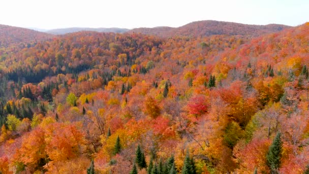 Camera Drone Legt Prachtige Herfst Gebladerte Kleuren — Stockvideo