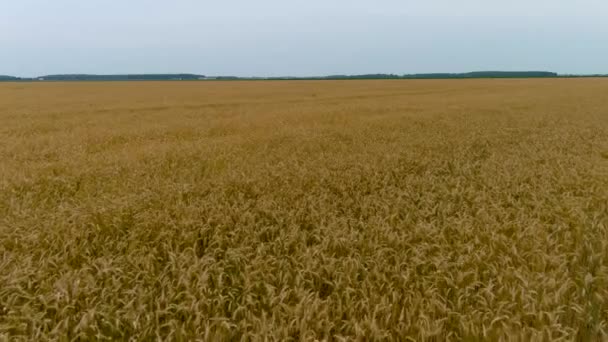 农业产业概念 麦田的航拍 — 图库视频影像