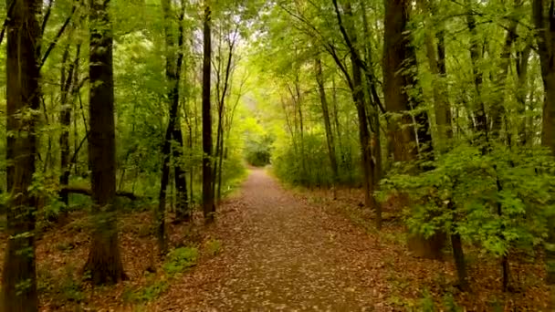 4K相机无人机缓慢的进入森林 秋天的色彩 — 图库视频影像
