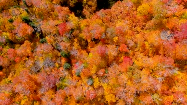 Kamera Dronu Ağaç Tepelerinde Dönerken Şaşırtıcı Sonbahar Yeşillik Renklerini Yakalar — Stok video