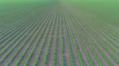 4K, kırsal bölgedeki bir ekin tarlasının UHD klibi, tarım kavramı.