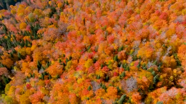 Drone Cámara Captura Impresionantes Colores Follaje Otoño Mientras Vuela Sobre — Vídeos de Stock