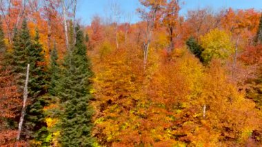 4K kameralı İHA dikey olarak ağaç tepelerine tırmanıyor, şaşırtıcı sonbahar yeşillik renkleri.