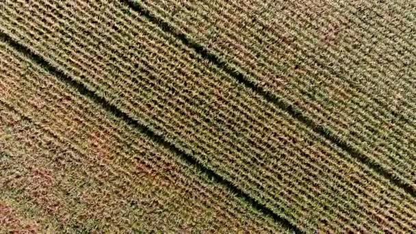 Agricultural Industry Concept Aerial Footage Corn Field Full Stationary Drone — Stock Video