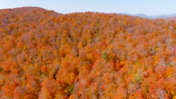 Camera Drone Legt Prachtige Herfst Gebladerte Kleuren Tijdens Het Vliegen — Stockvideo