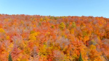 4K kameralı İHA çarpıcı sonbahar yeşillik renklerinin panorama görüntüsü.