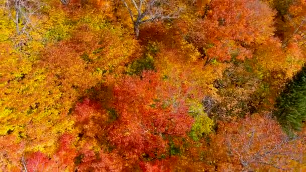 4K相机无人驾驶捕捉令人叹为观止的秋天树叶的颜色 同时飞越树梢 — 图库视频影像
