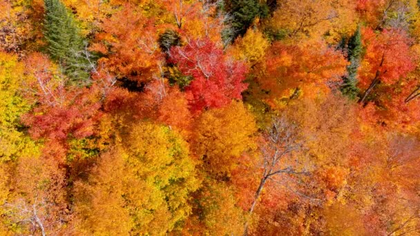 Camera Drone Legt Prachtige Herfst Gebladerte Kleuren Terwijl Stationaire Vlucht — Stockvideo