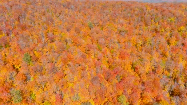 Camera Drone Vangt Prachtige Herfst Gebladerte Kleuren Tijdens Het Vliegen — Stockvideo