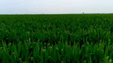 4K UHD hava aracı görüntüsü, mısır tarlasında uçuyor. Tarım endüstrisi kavramı: mısır tarlasının hava görüntüleri.