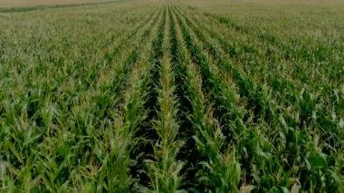 4K, kırsal bölgedeki bir ekin tarlasının UHD klipsi, tarım konsepti. Mısır tarlası denetimi.