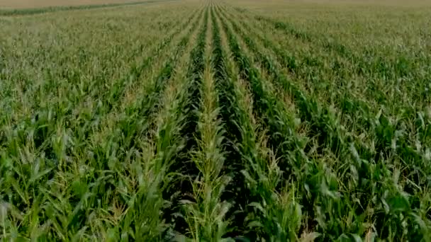 Uhd航拍的一个农田在农村地区 农业概念 玉米实地视察 — 图库视频影像