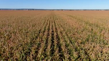 4K, kırsal bölgedeki bir ekin tarlasının UHD klipsi, tarım konsepti. Geriye uçan dron, mısır tarlası teftişi.