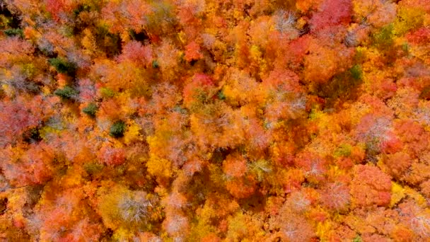 Camera Drone Legt Prachtige Herfst Gebladerte Kleuren Tijdens Het Vliegen — Stockvideo