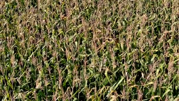 Uhd Luftaufnahme Eines Feldes Ländlichen Raum Landwirtschaftliches Konzept Rückwärts Fliegende — Stockvideo