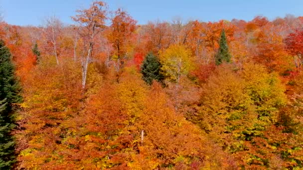 Kamera Dronu Ağaçların Önünde Yan Yana Uçarken Çarpıcı Sonbahar Yeşillik — Stok video