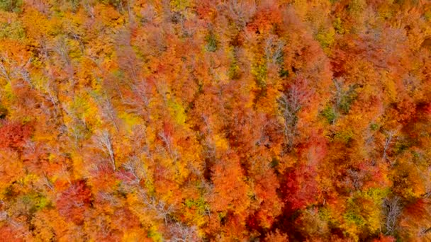 Fotocamera Drone Cattura Splendidi Colori Fogliame Autunno Mentre Vola Sopra — Video Stock