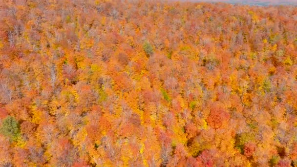 4K相机无人驾驶捕捉令人叹为观止的秋天树叶的颜色 同时飞越树梢 — 图库视频影像