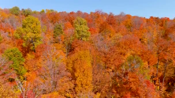 Camera Drone Captures Stunning Autumn Foliage Colors While Climbing Vertically — Stock Video