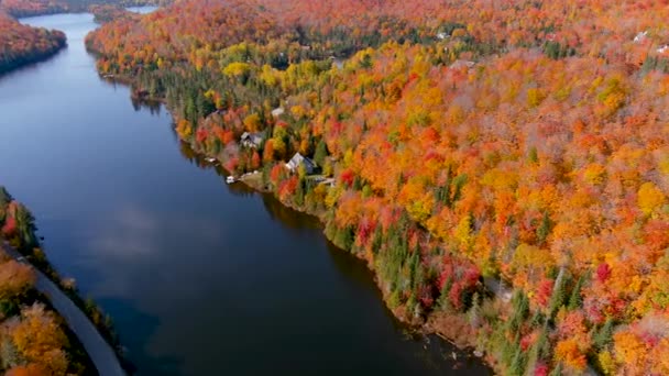 Camera Drone Captures Stunning Autumn Foliage Colors While Flying Lake — Stock Video