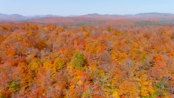 Kamera Dronu Ağaç Tepelerinde Geriye Doğru Uçarken Şaşırtıcı Sonbahar Yeşillik — Stok video
