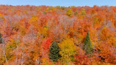 4K kamera dronu ağaç tepelerine dikey inerken şaşırtıcı sonbahar yeşillik renklerini yakalar.